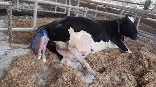 How a Cow Gives Birth to a Baby [live]