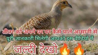 You will get complete information about rearing pheasants at home  What to feed to pheasants and how to feed them