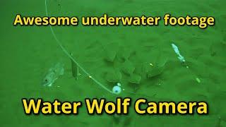 Fish frenzy chasing my rig: Water Wolf: Underwater Footage: Flukes: Haddock 