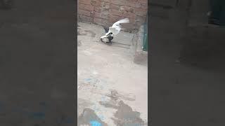 Crossing pigeon|| sheikh pegion cornor||#viral #shorts #shortvideo #pigeon #ytshorts