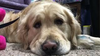 Legendary Acres Hobby Farm: Bob the golden retriever has the most expressive eyebrows!