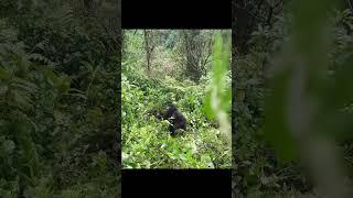 Unlocking the Mystery: Young Gorilla's Stealthy Chest Beating