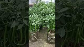 amazing garden shorts