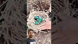 Best idea to cover your plant #agriculture #satisfying #prajapati #farming #agriculturemachine