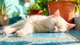 Cat Music: Tranquil Lullabies to Soothe Your Cat's Nerves - Deep Sleep Music for Cats & Kittens