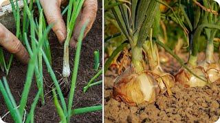 onion growing guide. from sowing to harvesting step by step