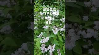 타샤의정원251#경기도장미정원카페#경기도야생화정원#가평아이들과가볼만한곳