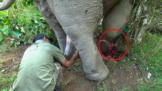 Heroic Rescue Treating an Injured Elephant in the Wild. | save elephant.