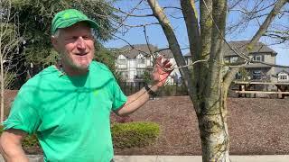 The Emerald Ash Borer Beetle—How to Save Your Ash Tree