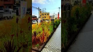 Vibrato. Japan. Kamikanuki Miyahara Town, Numazu City. 20215.31 Photo shoot.Unpublished photos from
