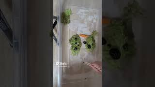우렁이 의 일상 과 집사 의 하루apple snail freshwater tree frog baby's everyday life Korean food mubang