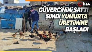 Güvercinlerini Satarak Aldığı Tavuklarla Yumurta Üretimine Başladı