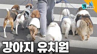 강아지 유치원 리얼 24시! 대체 그 안에선 무슨 일이? | 개(犬), 같이산다!