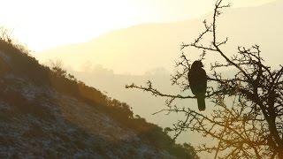 Falconry 2 | Hunting with Goshawks, Peregrine Falcons and Harris' Hawks