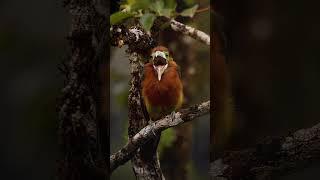 beautiful bards video beautiful animals #bards #viral #beautiful #animals #youtubeshorts #short