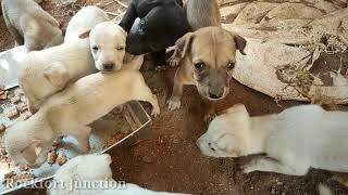 25 cute street dogs puppies / Rockfort Puppies