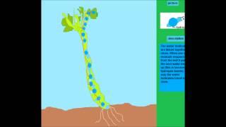 How does water travel up a stem