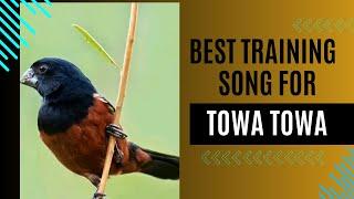 2024 BEST TRAINING SONG FOR TOWA TOWA BIRD