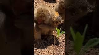 Cute baby monkey, funny monkey, Chinese monkey SY46