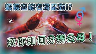 【蝦蝦特輯EP17】超詳細!!我們分辨米蝦、水晶蝦公母的3種方法!｜Neocaridina gender｜Caridina gender｜我只是個養蝦的