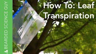 Leaf Transpiration Experiment (Botany)