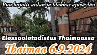 Puu Katkes Tielle - Hirvee Sotku - Elossaolotodistus Thaimaassa 6.9.2024 Pattaya