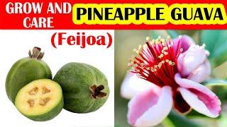 How to Successfully Grow and Care for Pineapple Guava (Feijoa)