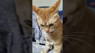 고양이가 기분이 나쁘면..      #길냥이 #치즈냥#냥아치#고양이