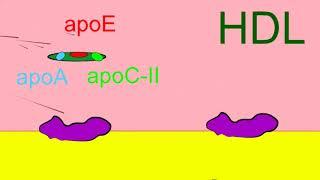 monocytes to macrophages to foam cells