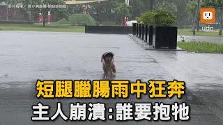 短腿臘腸雨中狂奔 主人崩潰:誰要抱牠｜臘腸犬｜狗狗｜狂奔｜寵物