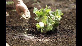 How To: Properly Apply Organic Fertilizer | Organic Fertilization 101