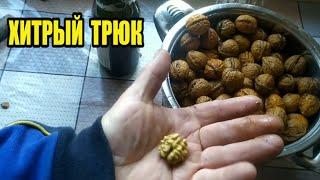 Как Узбеки быстро чистят Грецкие Орехи. Лайфхак.  BEST Way to Open and Eat Walnuts