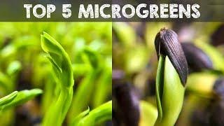 Top 5 Microgreens You Must Grow