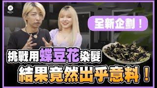向網路偏方下戰帖！挑戰用蝶豆花染髮，成果竟然出乎意料！｜《網路偏方大挑戰》