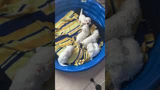 Bichon Puppies 2023 at 4 weeks