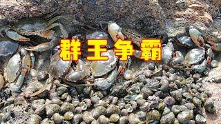 阿文意外闯入海鲜岛，竟发现一群大货“群王争霸”，场面十分刺激