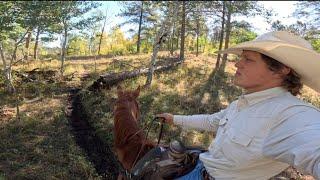 Hunting cows in the Black Hills!