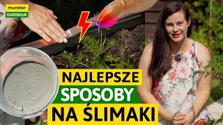 NAJSKUTECZNIEJSZE SPOSOBY NA ŚLIMAKI! | Murator Ogroduje