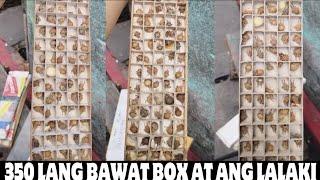 BUMILI AKO NG GAGAMBA NAPAKA MURA 100PCS BAWAT BOX