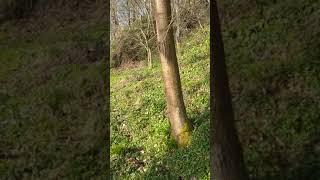 Heinrichsburg Teil 1, 2.4.2020 VIDEO0099