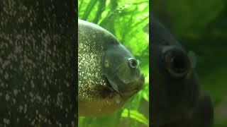 Piranha POWER! The Real Difference Between These Fierce Fish and Angry Clownfish #NatureMaybe