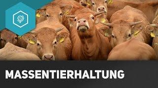 Massentierhaltung: Vorteile, Nachteile und Folgen - Landwirtschaft in Industrieländern 6