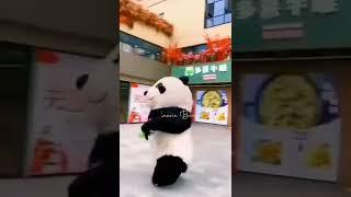 Funny Cute Panda Video #shorts #lol #panda #funny