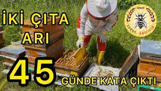 İki çıta arı 45 günde kata çıktı | Arıcılık | Kraliçe arı