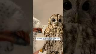 This couple rescued an owl that was suffering from heatstroke and then #animalshorts