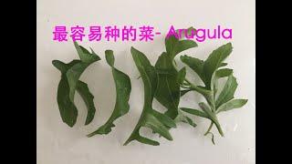 最容易种的菜 — Arugula