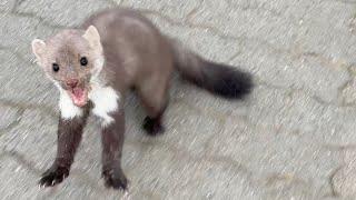 Aggressive marten attacks me