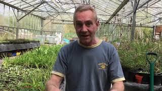 How to pot on foxglove seedlings at stinky ditch nursery April ‘19