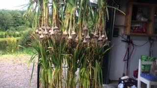 Harvest and Dry Garlic with Farmer Dan