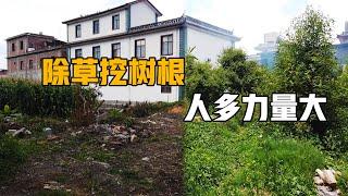 【院子日志】人多力量大 除草挖树根